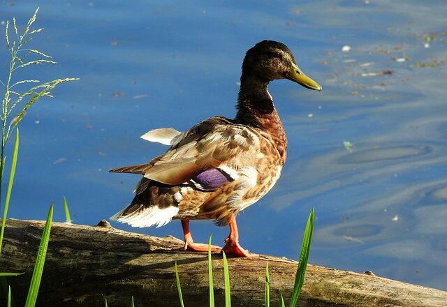 Krydsord for viderekomne: Brug hjernen på nye måder